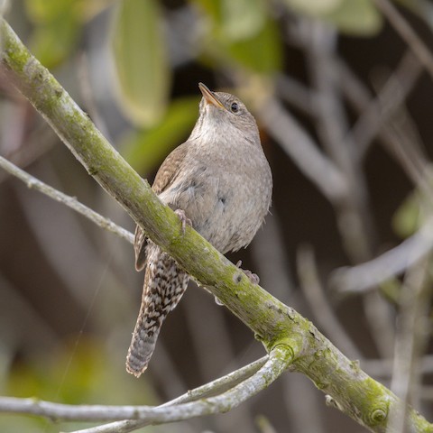 Northern House Wren - James Kendall