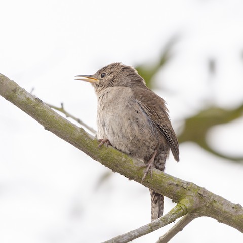 Northern House Wren - James Kendall