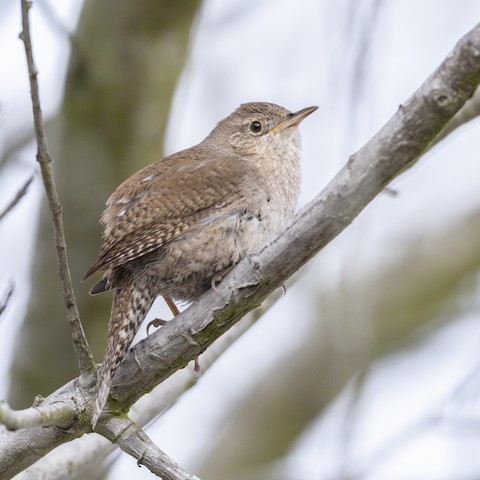 Northern House Wren - James Kendall