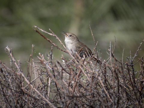 Northern House Wren - James Kendall