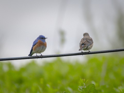Western Bluebird - James Kendall