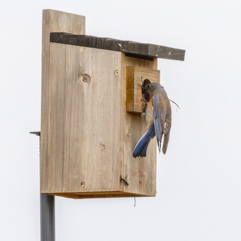 Western Bluebird - James Kendall