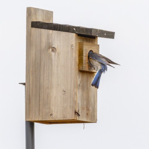 Western Bluebird - James Kendall