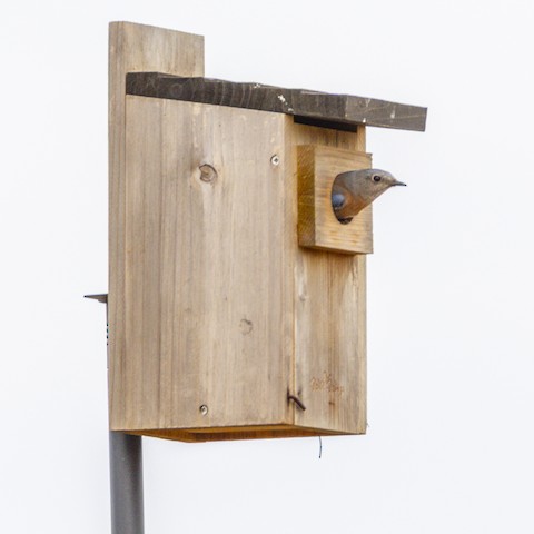 Western Bluebird - James Kendall