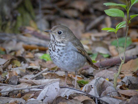 Hermit Thrush - James Kendall
