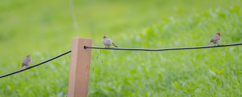 House Finch - James Kendall