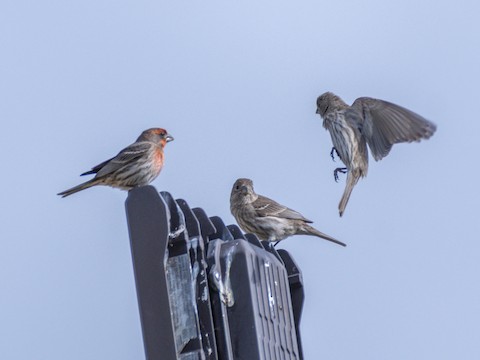 House Finch - James Kendall