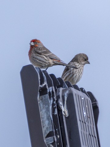 House Finch - James Kendall