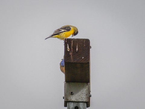 Lesser Goldfinch - James Kendall