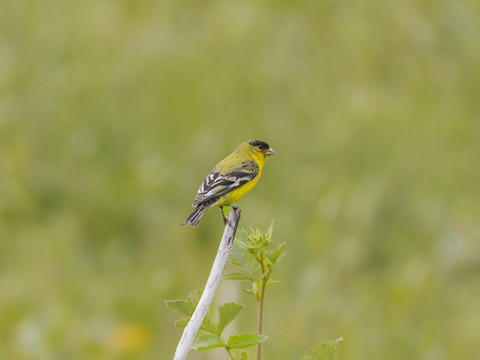 Lesser Goldfinch - James Kendall