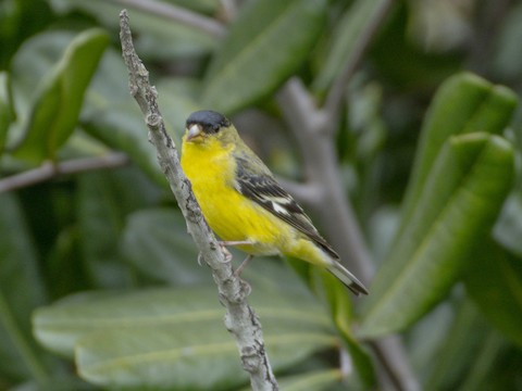Lesser Goldfinch - James Kendall