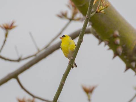 American Goldfinch - James Kendall