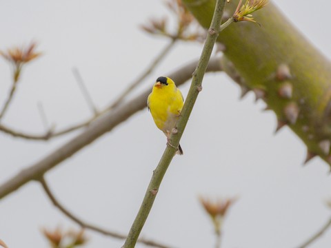 American Goldfinch - James Kendall