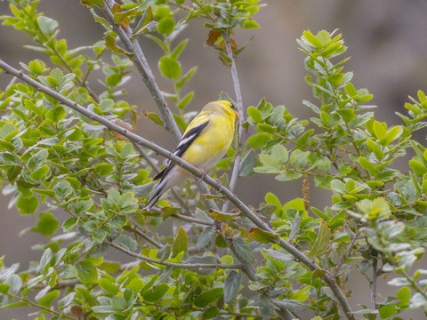 American Goldfinch - James Kendall