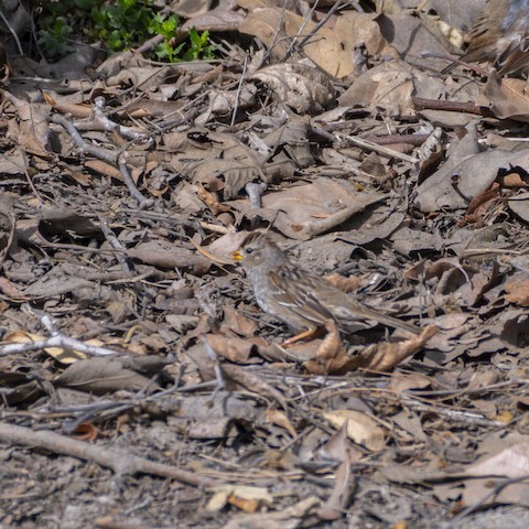 White-crowned Sparrow - James Kendall