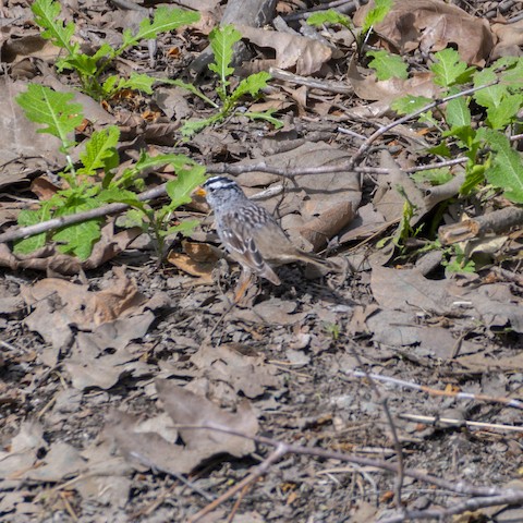 White-crowned Sparrow - James Kendall