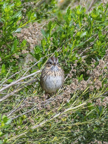 Lincoln's Sparrow - James Kendall