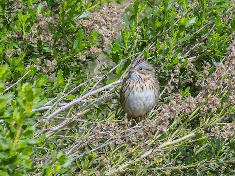 Lincoln's Sparrow - James Kendall