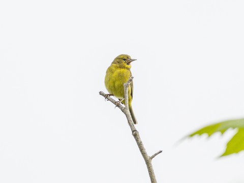 Orange-crowned Warbler - James Kendall