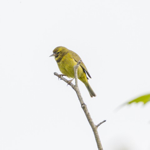 Orange-crowned Warbler - James Kendall