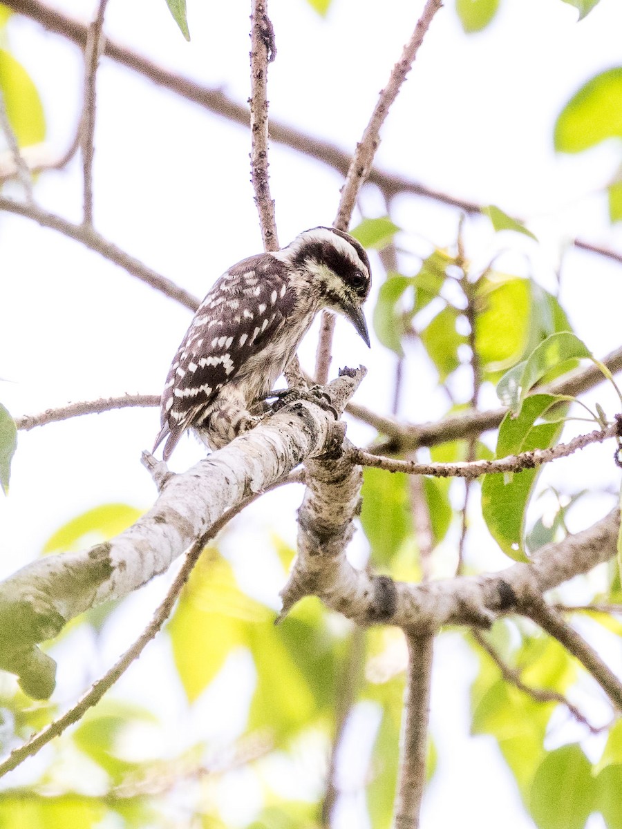Sunda Pygmy Woodpecker - Malcolm Graham