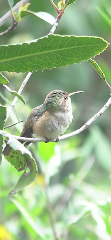 Allen's Hummingbird - Brian Bleecker