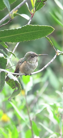 Allen's Hummingbird - Brian Bleecker