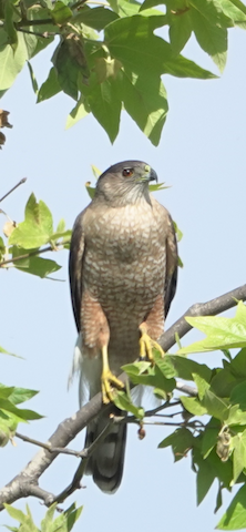 Cooper's Hawk - Brian Bleecker