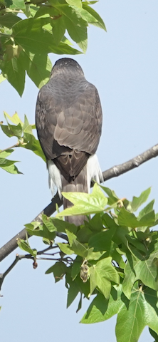 Cooper's Hawk - Brian Bleecker