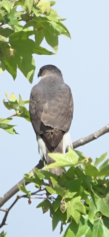 Cooper's Hawk - Brian Bleecker
