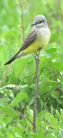 Western Kingbird - Brian Bleecker