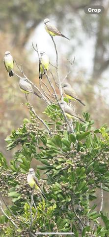 Western Kingbird - Brian Bleecker