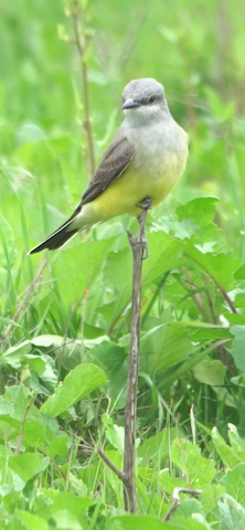 Western Kingbird - Brian Bleecker