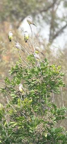 Western Kingbird - Brian Bleecker