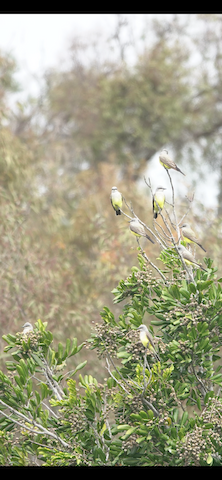 Western Kingbird - Brian Bleecker