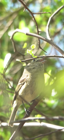 Hutton's Vireo - Brian Bleecker