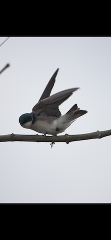 Tree Swallow - Brian Bleecker
