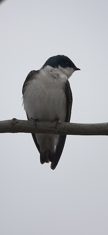 Tree Swallow - Brian Bleecker
