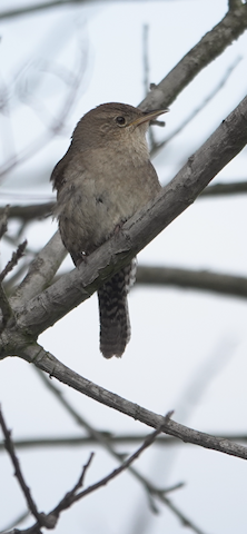 Northern House Wren - Brian Bleecker