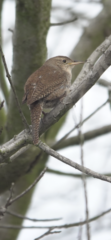 Northern House Wren - Brian Bleecker