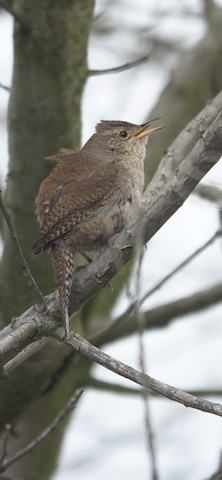 Northern House Wren - Brian Bleecker