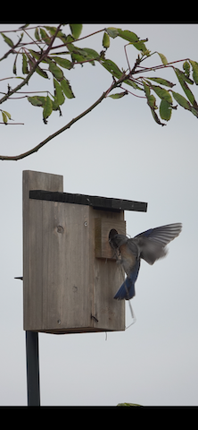 Western Bluebird - Brian Bleecker