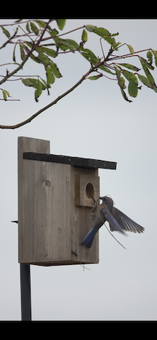 Western Bluebird - Brian Bleecker