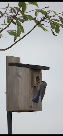 Western Bluebird - Brian Bleecker