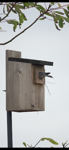 Western Bluebird - Brian Bleecker