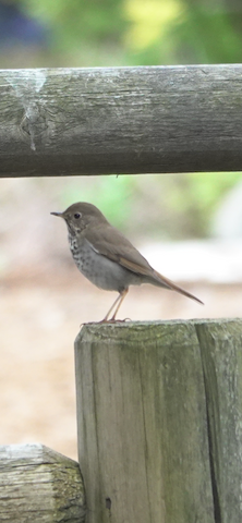 Hermit Thrush - Brian Bleecker