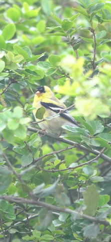 American Goldfinch - Brian Bleecker