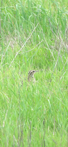 Western Meadowlark - Brian Bleecker