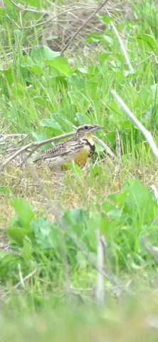 Western Meadowlark - Brian Bleecker