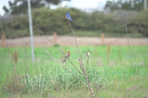House Finch - Brian Bleecker